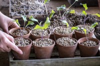 Pricking out and planting up Broccoli seedlings, a tray of prepared seedlings in pots.
