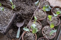Pricking out and planting up Broccoli seedlings, a tray of prepared seedlings in pots.
