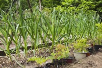 Allium sativum var. ophioscorodon - Music Garlic herb plants in backyard garden in spring - May