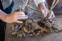 Splitting dahlia tubers and potting up before planting in early summer, carefully splitting apart the tubers.