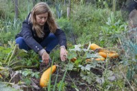 Woman cutting marrows prior to clearing vegetable plot in autumn