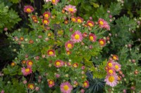 Chrysanthemum 'Perrys Peach'