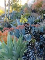 Densly planted hillside featuring colorful succulents backlit by evening sun