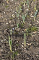 Rabbit damage on overwintering leeks, intercropped with parsley on allotment plot