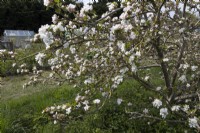 Malus, Apple tree in full blossom on allotment plot, apple 'Discovery'