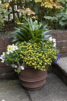 Summer flowering display in large terracotta pot, on patio. sanvitalia, antirrhinums and zantedeschia