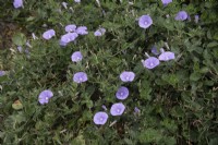 Convolvulus sabatius - Blue rock bindweed - September
