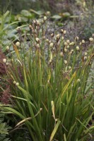 Iris ensata 'Kumo-No-Obi seed heads - September