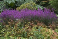 Lythrum virgatum 'Dropmore Purple' - September