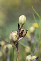 Iris ensata seed heads with 7-spot Ladybird - September