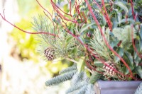 Decorative Christmas container with Pinus, pine cones, laurel and Dogwood