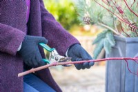 Woman using secateurs to cut piece of Dogwood to size