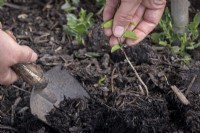 Digging out persistent weeds with a trowel.  Bind weed