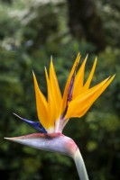 Strelizia reginae, Bird of Paradise Flower