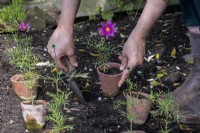 Positioning and planting out Cosmos plants in early summer border, making a small hole for the plants with a trowel.