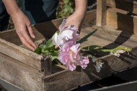 Pulling and drying Tulip bulbs, placing the tulips into a wooden storage tray.