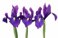 Iris  'Purple Sensation'  Syn.  Iris hollandica 'Purple Sensation'  Dutch Iris  June