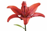 Lilium  'Red County'  Asiatic lily  Composite picture focus stacked to extend depth of field  June
