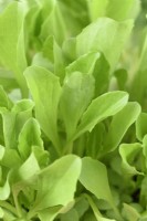 Lactuca sativa  'Robinson'  Lettuce grown for salad leaves  June

