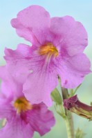 Incarvillea delavayi  Chinese trumpet flower  Hardy gloxinia  July
