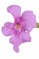 Incarvillea delavayi  Chinese trumpet flower  Hardy gloxinia  July