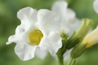 Incarvillea delavayi  'Snowtop'  Chinese trumpet flower  Hardy gloxinia  Syn.  Incarvillea delavayi 'Alba'  Incarvillea 'Snowcap'  June