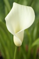 Zantedeschia  'Swan Lake'  Arum lily  June
