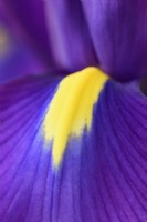Iris  'Purple Sensation'  Syn.  Iris hollandica 'Purple Sensation'  Dutch Iris  Close up of fall  June
