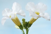 Incarvillea delavayi  'Snowtop'  Chinese trumpet flower  Hardy gloxinia  Syn.  Incarvillea delavayi 'Alba'  Incarvillea 'Snowcap'  June
