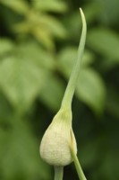 Allium amethystinum  'Red Mohican'  Amethyst allium  Ornamental onion  Flower bud  June
