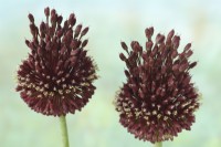 Allium amethystinum  'Red Mohican'  Amethyst allium  Ornamental onion  July

