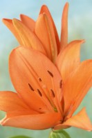 Lilium  'Orange Ton'  Asiatic lily  July
