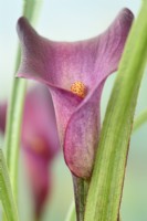Zantedeschia  Arum lily  July