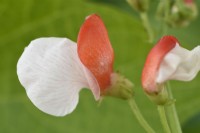 Phaseolus coccineus  'Hestia'  Dwarf runner bean  Flower  July
