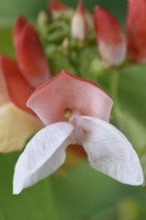 Phaseolus coccineus  'Hestia'  Dwarf runner bean  Flower  August
