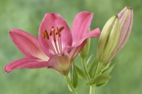 Lilium  'Rozalynn'  Asiatic lily  July
