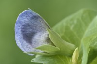 Pisum sativum 'Carouby de Maussane' Mangetout pea flower July - Flower colour changes to blue as it ages
