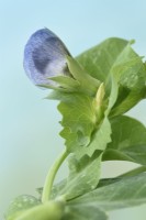 Pisum sativum 'Carouby de Maussane' Mangetout pea flower July - Flower colour changes to blue as it ages