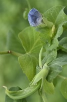 Pisum sativum 'Carouby de Maussane' Mangetout pea flower and young pod July - - Flower colour changes to blue as it ages