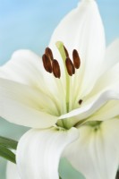 Lilium  'Navona'  Asiatic lily  July
