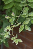 Rose powdery mildew Podosphaera pannosa July
