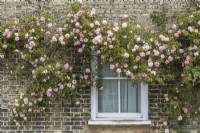 Rosa 'Paul Noel' trained on a house wall - May.
