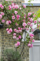 Rosa 'Madame Gregoire Staechelin' trained beside front door of Victorian house - May
