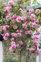 Rosa 'Madame Gregoire Staechelin' trained on wall
 of Victorian house - May