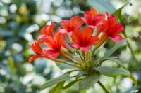 Rhododendron verticillatum June