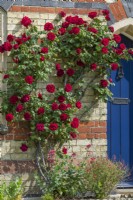 Rosa 'Dublin Bay' - syn. Rosa 'Macdub' -trained beside blue front door of Viictorian house - May