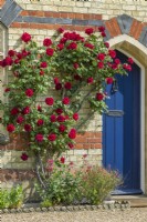 Rosa 'Dublin Bay' - syn. Rosa 'Macdub' -trained beside blue front door of Victorian house - May