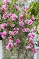 Rosa 'Madame Gregoire Staechelin' trained on brick 
wall of Victorian house - May
