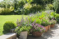 Collection of terracotta containers on patio with colourful bedding plants. Calibrachoa, petunias, osteospermum, agapanthus, Salvia verticillata. June