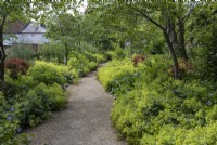 Pathway with Alchemilla mollis and other border plants in summer